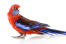 De mooie, blauwe en zwarte staartveren van een karmozijnrode rosella