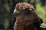 Een close up van de mooie, bruine hoofdveren van een kea