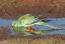 Het ongelooflijke kleurenpatroon van een mulga papegaai