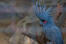 Een close up van de ongelooflijke, blauwe hoofdveren van een palmkaketoe