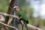 Een close up van de prachtige, groene vleugelveren van een roodwaaier papegaai