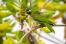 De mooie, lange, groene staartveren van een roodschouder ara