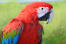 Een close up van het mooie, witte gezicht van een rode en blauwe ara
