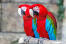 Twee rode en blauwe ara's met ongelooflijk rode veren