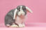 Het lieve kleine neusje van een mini lop konijn