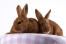 Twee prachtige thrianta konijnen met ongelooflijke rode vacht en grote oren