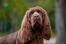 Sussex-spaniel-gezicht