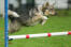 Zweedse-vallhund-agility