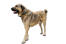 Turks-kangal-wit-achtergrond