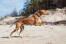 Atletische azawakhond die op een strand rent