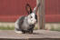Baby harlekijn konijn zittend op een houten platform.