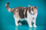Britse korthaar tortie kat tegen een blauwe achtergrond