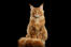 Gember maine coon kat portret zittend tegen een zwarte achtergrond