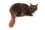 Langharige chocolade oosterse kat met lange borstelige staart liggend tegen een witte achtergrond