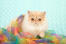 Persian cameo kitten spelen met lint