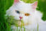 Perzische kat met vreemde ogen van dichtbij in het gras