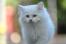 Odd-eyed persian cat out walking
