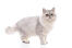 Zilver tabby perzische kat staand voor een witte achtergrond