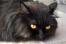 Zwarte persische rook kat close up