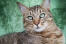 Close up van pixie bob kat tegen een groene achtergrond