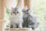 Twee zilver tabby perzische kitten zitten in een kat boom