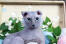 Grijze ukraanse levkoy kat met grote blauwe ogen