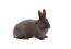 De mooie korte oren van een vienna konijn