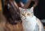 Amerikaanse draadhaar kat met opvallende amberkleurige ogen