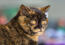 Britse korthaar tortie kat close-up met doordringende ogen