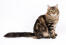 Siberische kat met uitgestrekte staart zittend tegen een witte achtergrond