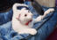 Witte ukraanse levkoy kat in een blauw kattenbed