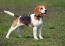 Een beagle pup met zijn tong uit en staart in de lucht