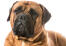 Een close up van het typische rimpelige gezicht van een bullmastiff