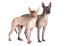 Twee mexicaanse haarloze honden naast elkaar kijken nieuwsgierig