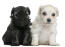 Twee prachtige kleine lowchen puppies zitten samen