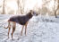 Een gezonde, volwassen whippet genietend van een wandeling buiten in de Snow