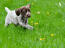 A GorGous duitse korthaar pointer puppy in het gras