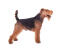 Een mannelijke welsh terrier pronkend met zijn mooie korte lichaam en lange poten