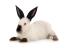 Californisch konijn tegen witte achtergrond
