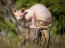 Een atletische sphynx kat