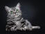 Britse korthaar zilver tabby kat liggend tegen een donkere achtergrond