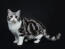 British shorthair silver tabby kitten tegen een donkere achtergrond