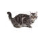 Een mooie grijs gemarmerde amerikaanse korthaar kat