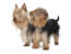 Twee prachtige kleine zijdezachte terriers die van elkaars gezelschap genieten