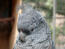 Een close up van een bende kaketoe's mooie, grijze kopveren