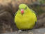 De grote, grote, gele borstveren van een regent papegaai
