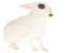 Een mooi wit hotot konijn met ongelofelijke blauwe ogen