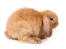 Een mini luizen konijn met ongelofelijk lange flaporen