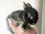 Een prachtig klein nederland dwergkonijntje met zachte zwarte vacht
