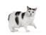 Zwart-witte manx kat tegen een witte achtergrond met een poot omhoog